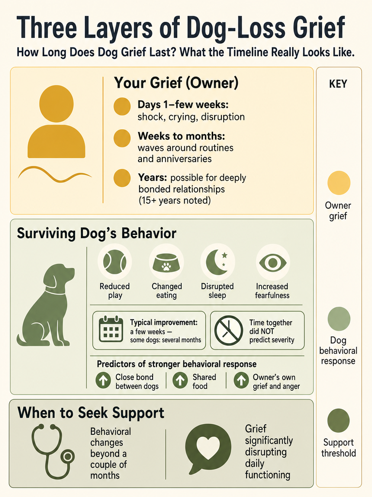 How Long Does Dog Grief Last? What the Timeline Really Looks Like infographic